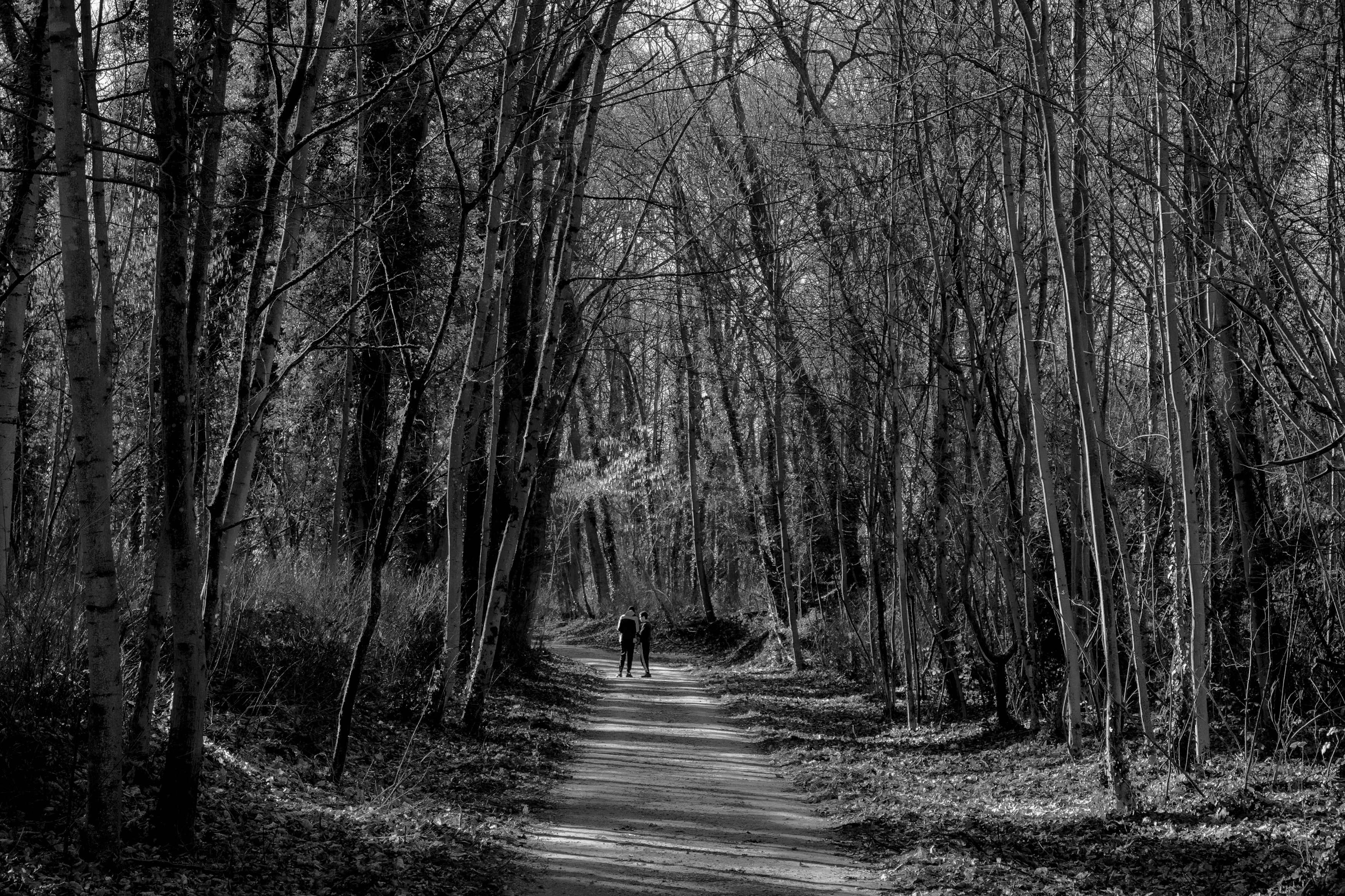 Sevran Forest Feb 2023